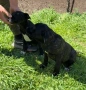 Cane Corso , снимка 9