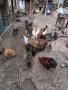 Продавам декоративни петли и кокошки, снимка 3