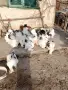 яйца от колумбийска брама , снимка 3