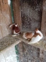 продавам гълъби, снимка 6