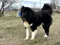 Българско овчарско куче / БОК / Каракачанка - мъжкар на 2 години, снимка 5