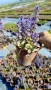 АЮГА ПЪСТРОЛИСТНА, Ajuga ‘Burgundy Glow’, студоустойчива, почвопокривна, снимка 7