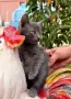 Британско коте., снимка 4