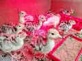 Едноседмични селски пуйчета, снимка 2