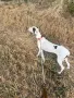 Английски пойнтер, снимка 6
