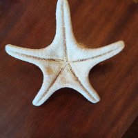 Морска звезда от тропически морета, снимка 2 - Декорация за дома - 42242452
