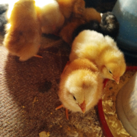 Разплодни яйца, снимка 2 - Кокошки и пуйки - 44717164