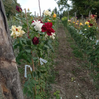 Щамбови рози, цветово разнообразие., снимка 11 - Градински цветя и растения - 44639785
