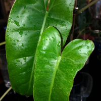 Philodendron Paraiso Verde , снимка 2 - Стайни растения - 44914725