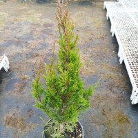  Юниперус хинензис Спартан, Juniperus chinensis 'Spartan', снимка 4 - Градински цветя и растения - 44464961