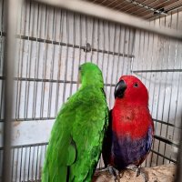 Еклектуси Благороден папагал, снимка 9 - Папагали - 41415366