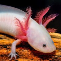 Аксолотъл - Перник Axolotl , снимка 2 - Други - 44192047