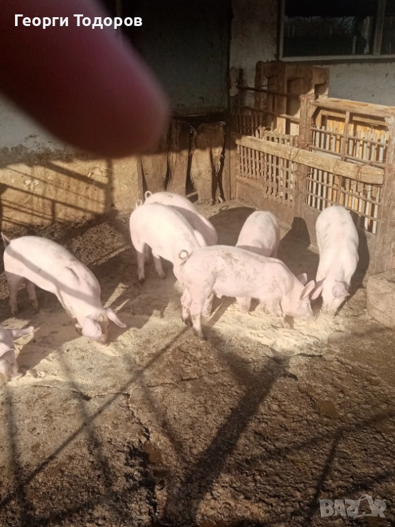 Малки прасета /прасенца , снимка 1