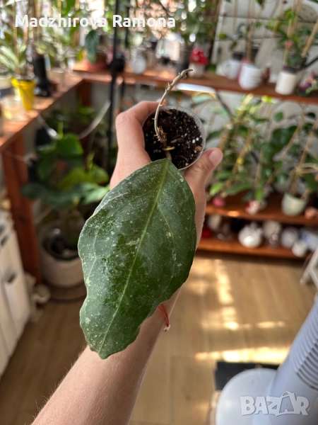 Vericillata wayang , снимка 1