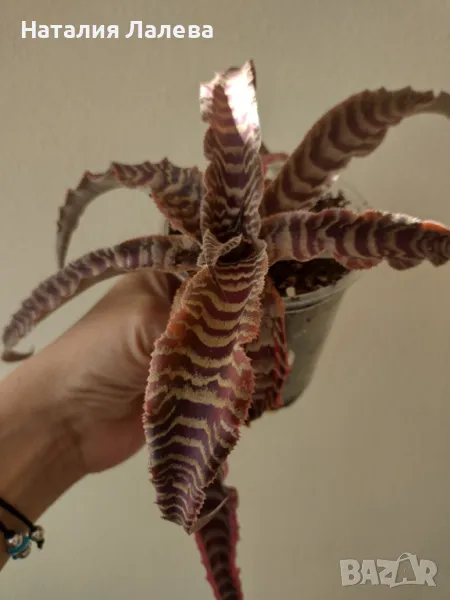 Криптантус, Cryptanthus Elaine, снимка 1