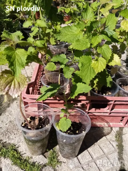 Лофант, снимка 1