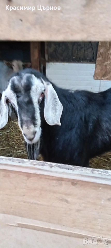 свободен младеж , снимка 1