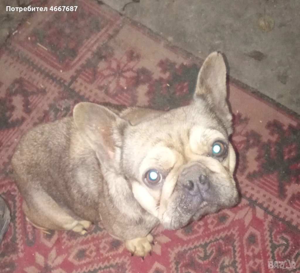 Френски болдог, снимка 1