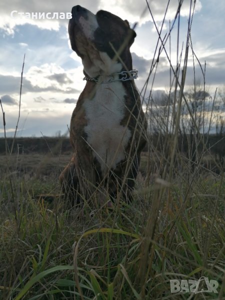 Тигров питбул за разплод ... , снимка 1
