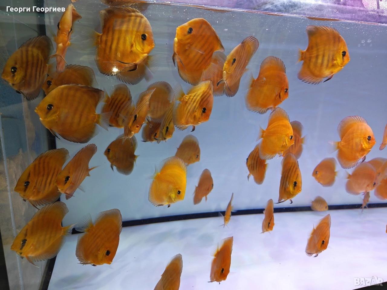 Дискуси, снимка 1