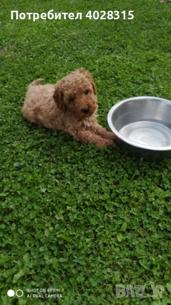 Мини пудел, снимка 1
