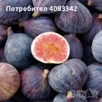 Смокиня Черното Броджото , снимка 1