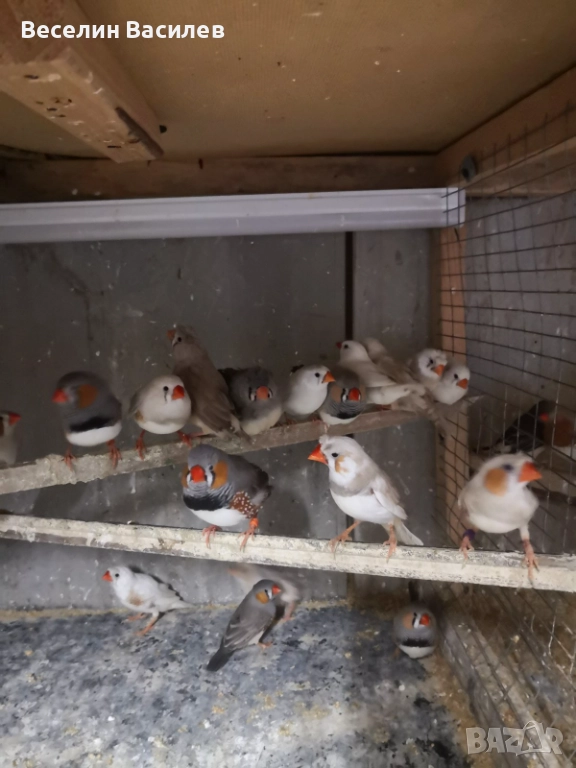 амадинки, снимка 1