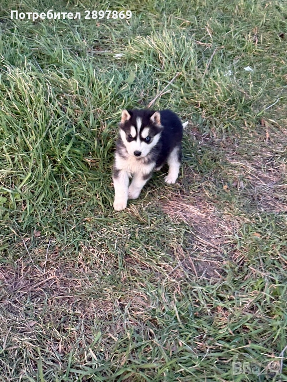 Сибирски хъски, снимка 1