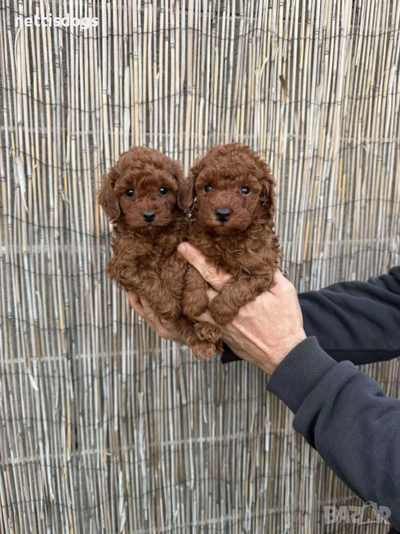 Истински Той Пудели, снимка 1