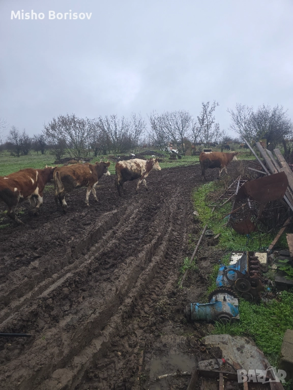Продавам крави, снимка 1
