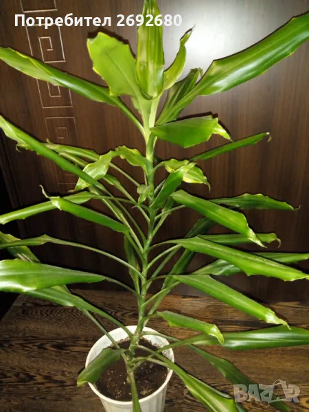 Палма драцена фраганс/височина - 110см., снимка 1
