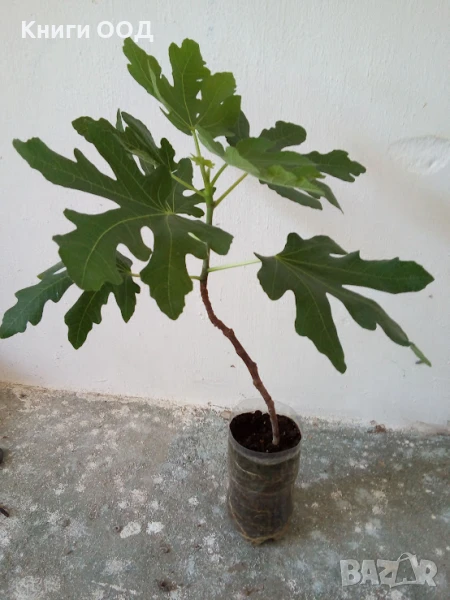 Смокиня - сорт Брунсуик. Около 65-75 см височина., снимка 1