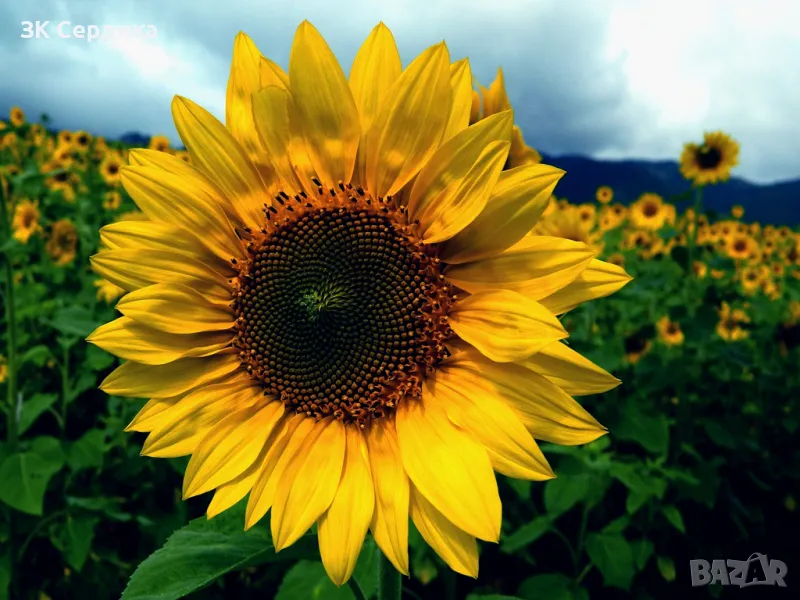 Купувам ЗЕМЕДЕЛСКА ЗЕМЯ всички землища в Община Враца, снимка 1