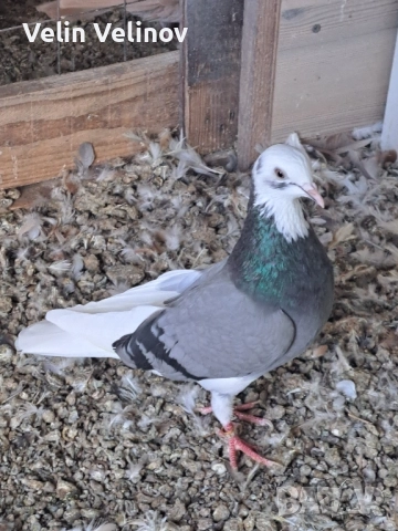 Промоцията свърши. Английски типлери. , снимка 3 - Гълъби - 49562099