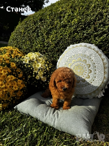 Мини пудел момче и момичета с генетични изследвания / Mini Poodles, снимка 9 - Пудели - 56439896