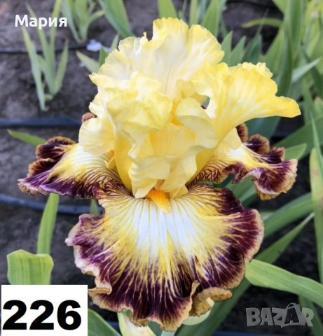 Сортови вискоки ириси /брадати ириси, снимка 15 - Градински цветя и растения - 51459213