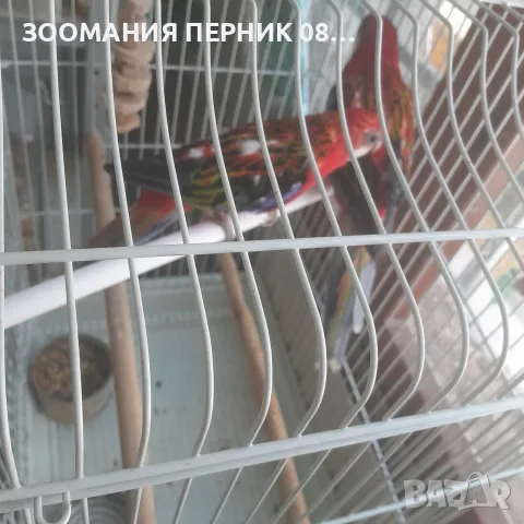 розела червена мъжка и женска , снимка 3 - Папагали - 55787530
