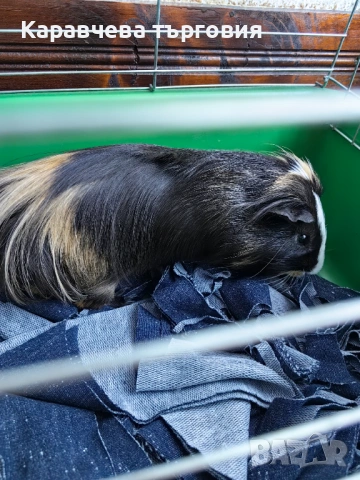 Морско свинче, снимка 4 - Морски свинчета - 53086852