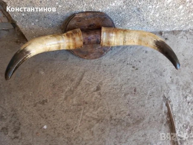 Рога от крава за декор., снимка 3 - Декорация за дома - 55728755