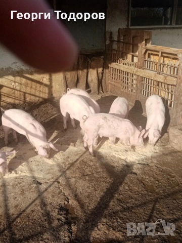 Малки прасета /прасенца 