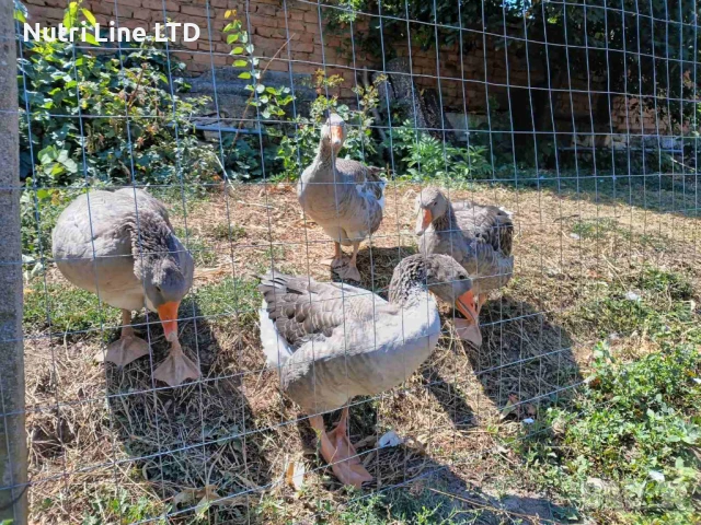 Домашни гъски, снимка 2 - Патици и гъски - 51268817