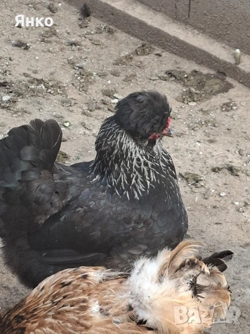 Разплодни яйца, снимка 6 - Кокошки и пуйки - 54241961