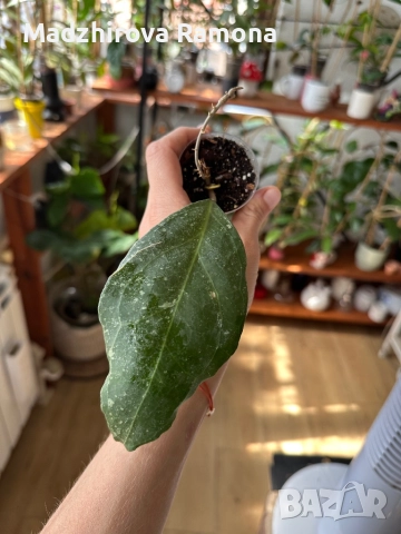 Vericillata wayang , снимка 1