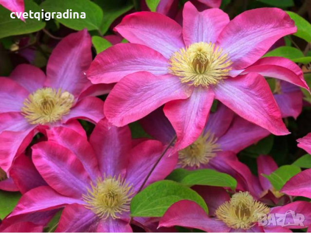 Clematis Kakio Pink champagne(Какио Розово шампанско), снимка 1 - Градински цветя и растения - 44588775