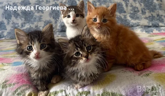 Хотел за котки ,кучета, зайци, гризачи и птици, снимка 5 - Ветеринари и услуги - 48148760