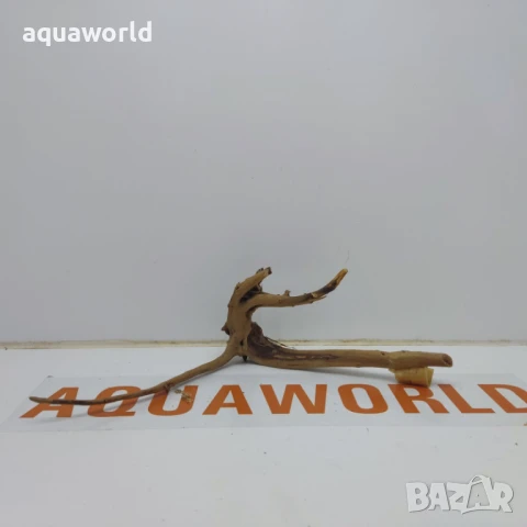 Корен Азалия 12