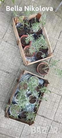 Лавандула пикирана