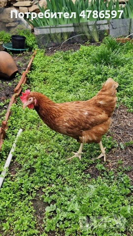 Кокошки Носачки