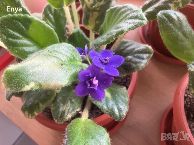 Виолетови теменужки в саксия, снимка 2 - Стайни растения - 36841438