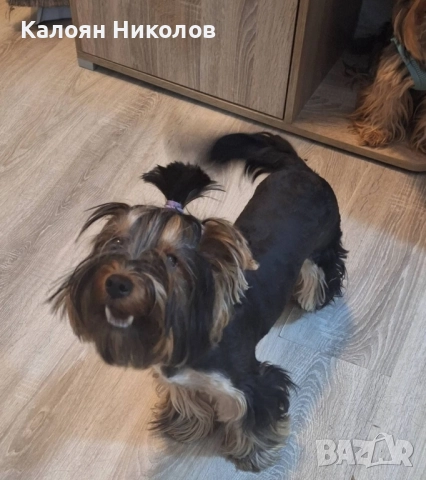 Йоркширски Териер, снимка 2 - Йоркширски териер - 52484822